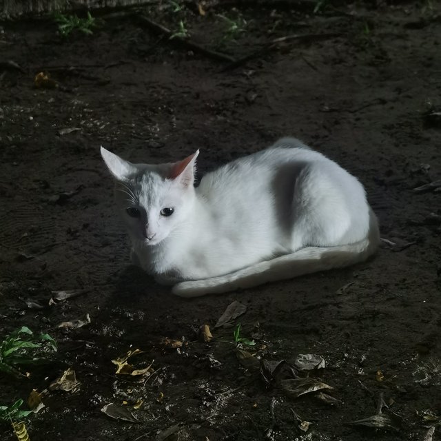 White - Domestic Short Hair Cat