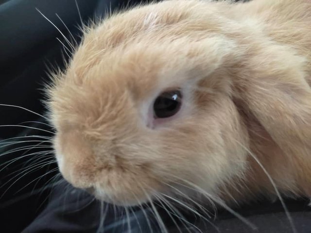 Mini Lop - Mini-Lop Rabbit