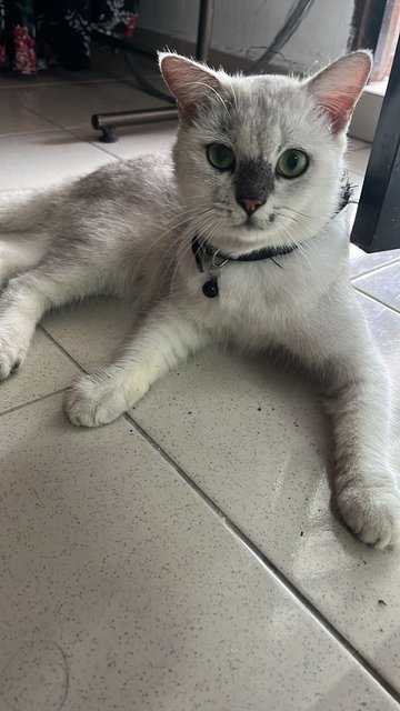 Oli And Simba - British Shorthair Cat