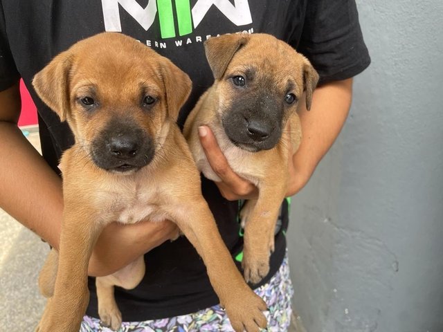 Puppies For Adoption - Mixed Breed Dog