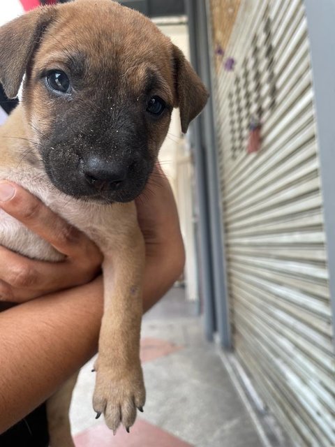 Puppies For Adoption - Mixed Breed Dog