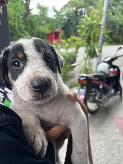 Puppies For Adoption - Mixed Breed Dog