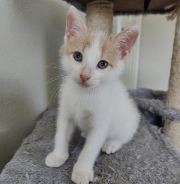 Butter Bean  - Domestic Short Hair Cat