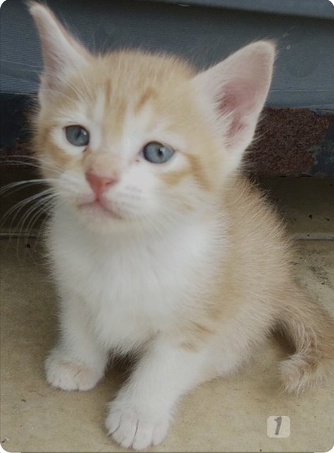 Dandy Lion  - Domestic Short Hair Cat