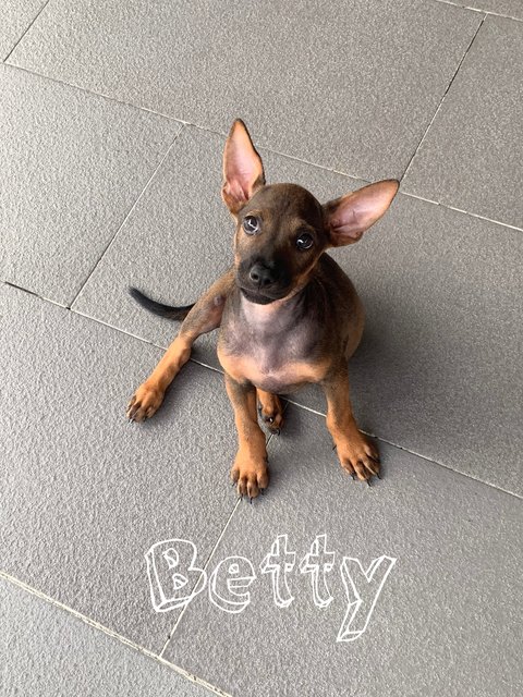 Betty - Mixed Breed Dog