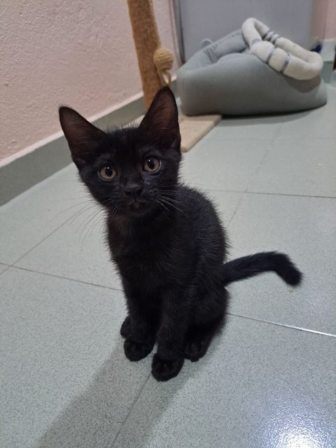 Onyx - Domestic Short Hair Cat