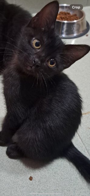 Onyx - Domestic Short Hair Cat