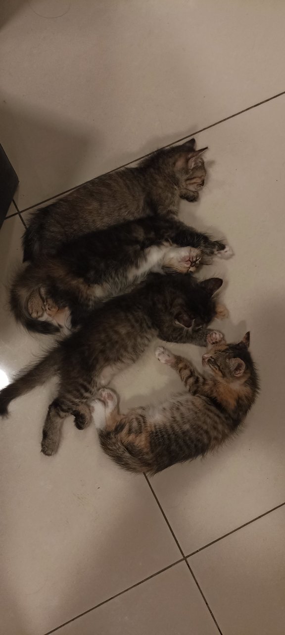 Chakolo, Potak, Moon &amp; Kakak - Domestic Long Hair + Domestic Short Hair Cat