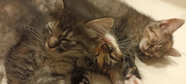 Chakolo, Potak, Moon &amp; Kakak - Domestic Long Hair + Domestic Short Hair Cat