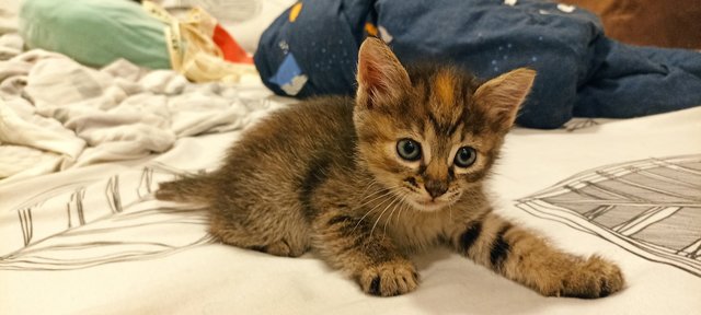 Chakolo, Potak, Moon &amp; Kakak - Domestic Long Hair + Domestic Short Hair Cat