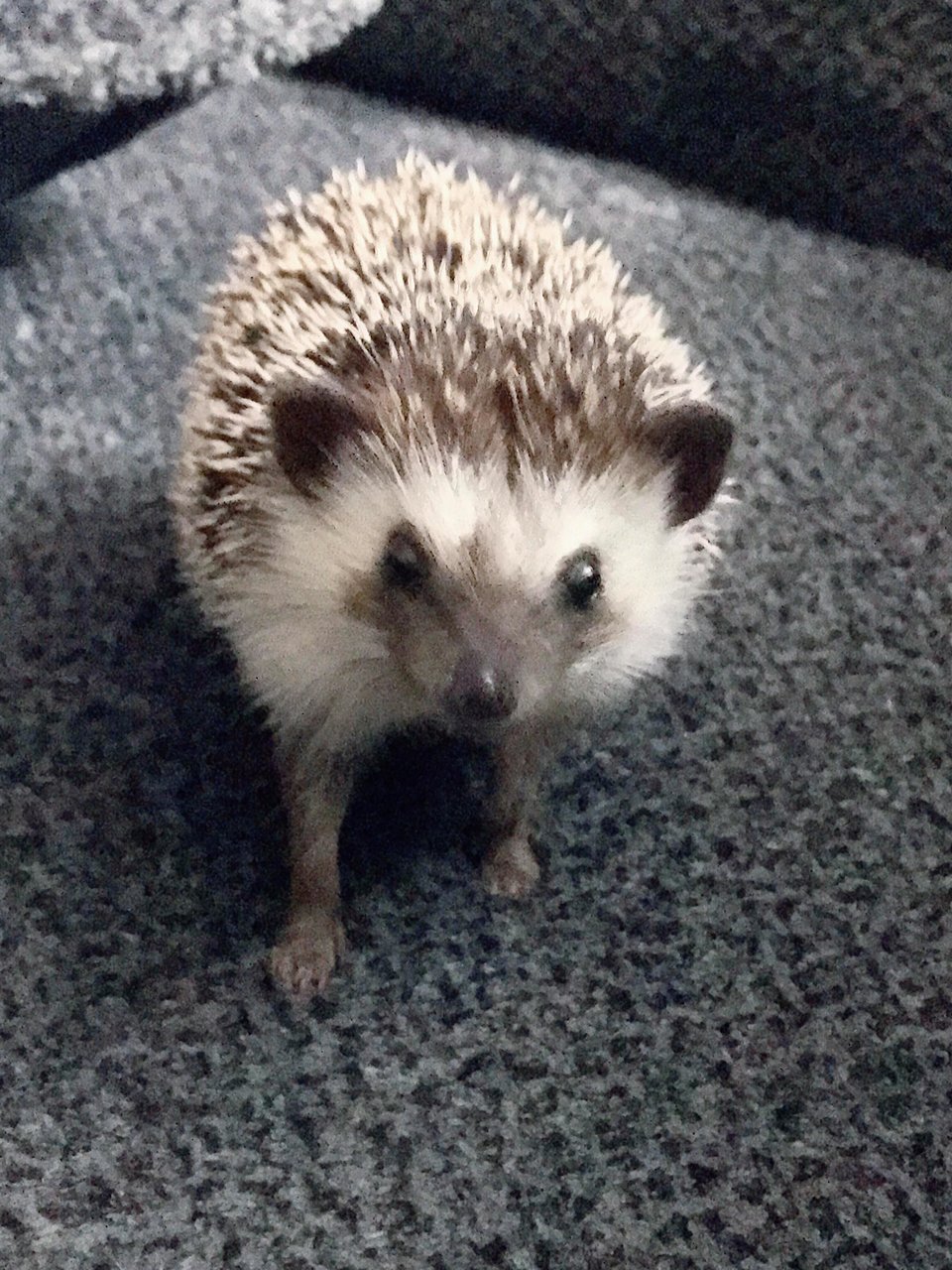 Mr. Prickly - Hedgehog Small & Furry