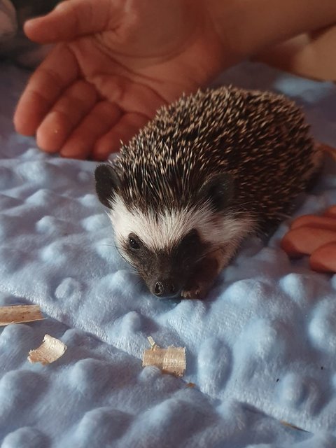 Mr. Prickly - Hedgehog Small & Furry