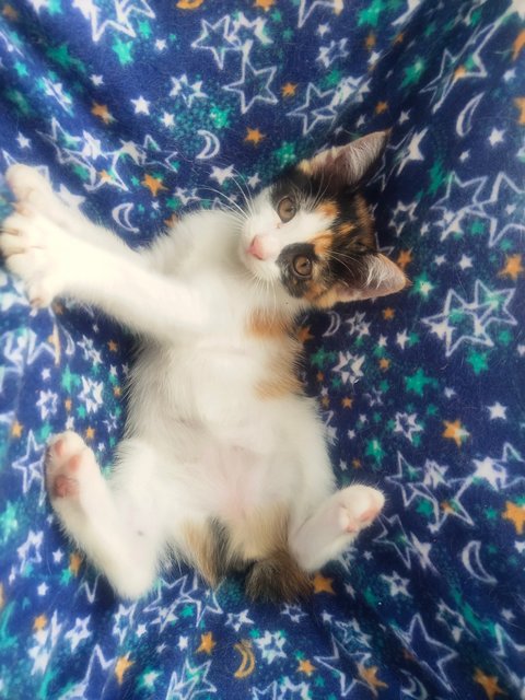 Calico Kitty - Domestic Medium Hair Cat