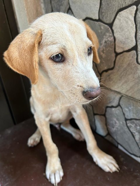 Blue Eye Lab - Mixed Breed Dog