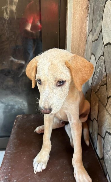 Blue Eye Lab - Mixed Breed Dog