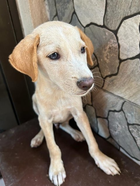 Blue Eye Lab - Mixed Breed Dog