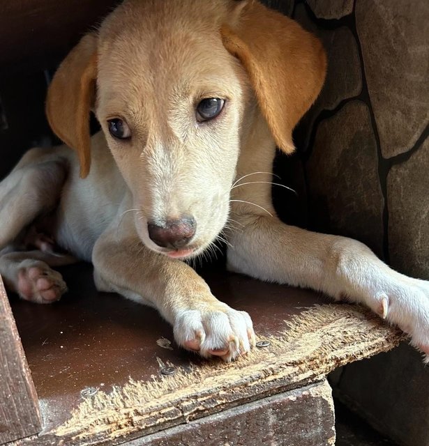 Blue Eye Lab - Mixed Breed Dog