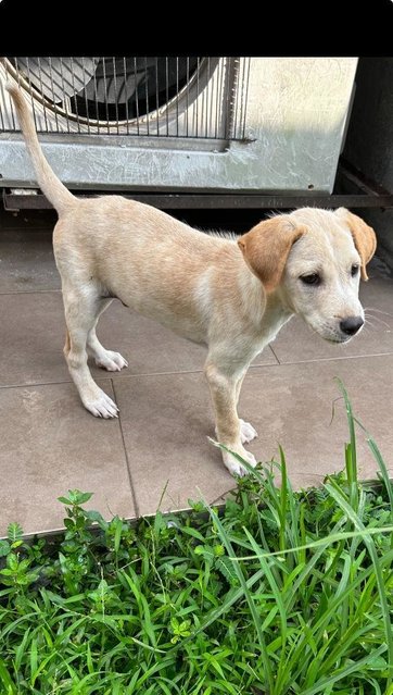 Blue Eye Lab - Mixed Breed Dog