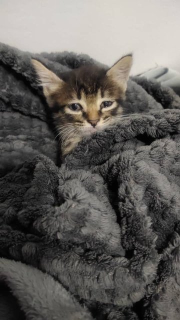 Stripy - Domestic Medium Hair Cat