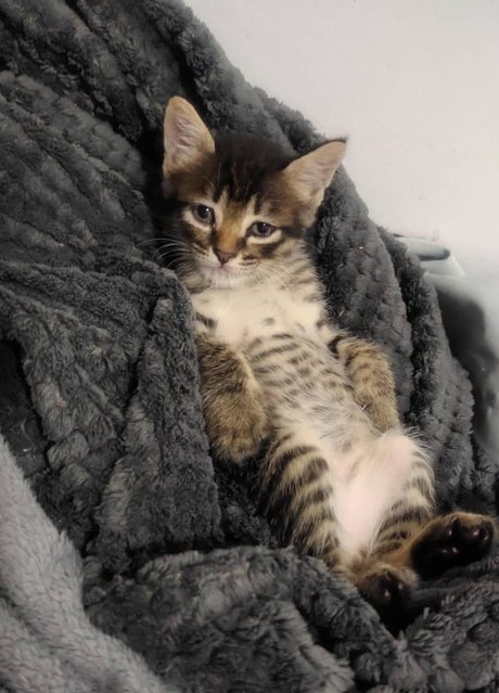 Stripy - Domestic Medium Hair Cat