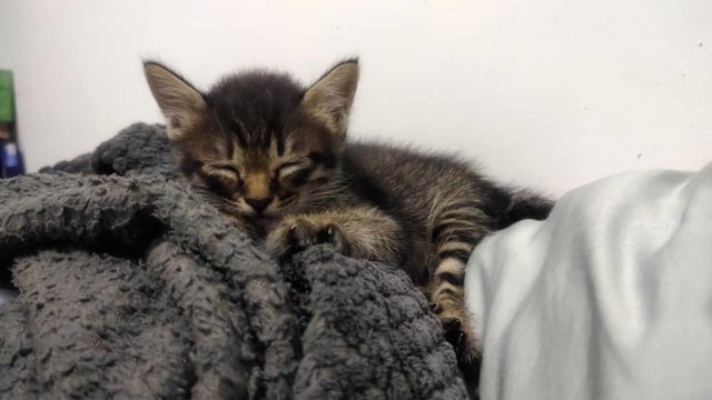 Stripy - Domestic Medium Hair Cat