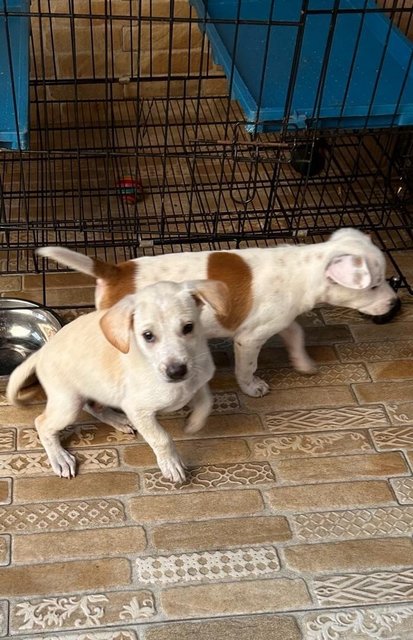 1 Month Old Puppies  - Mixed Breed Dog