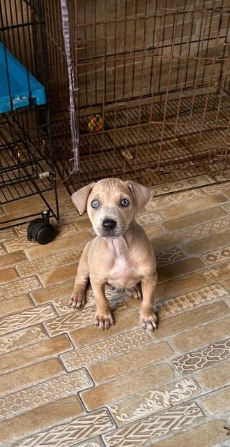 1 Month Old Puppies  - Mixed Breed Dog