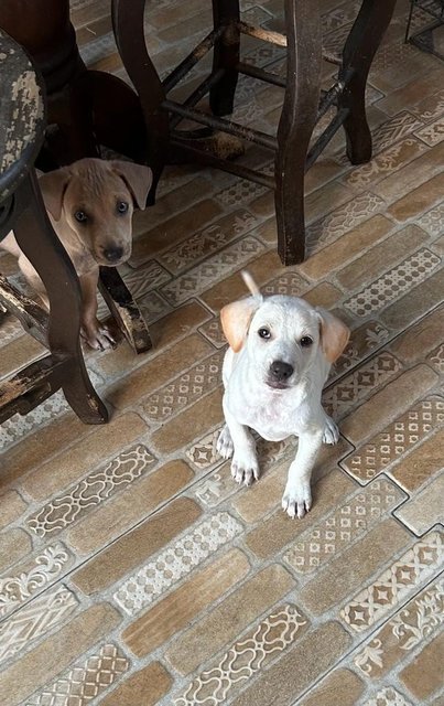 1 Month Old Puppies  - Mixed Breed Dog