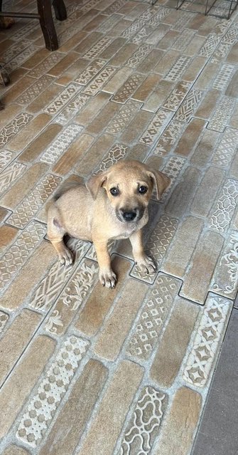 1 Month Old Puppies  - Mixed Breed Dog