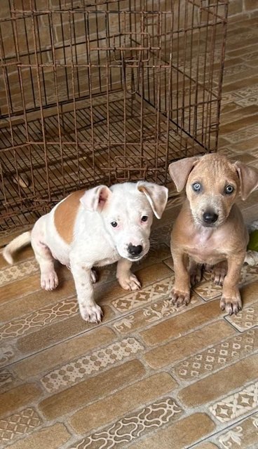 1 Month Old Puppies  - Mixed Breed Dog