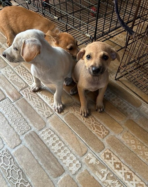 1 Month Old Puppies  - Mixed Breed Dog