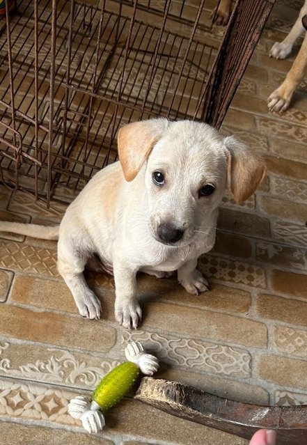 1 Month Old Puppies  - Mixed Breed Dog