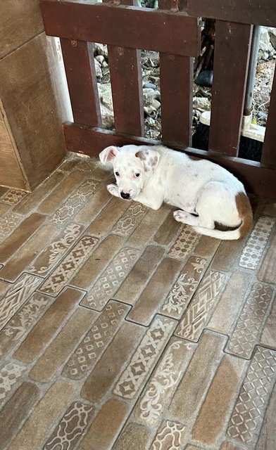 1 Month Old Puppies  - Mixed Breed Dog