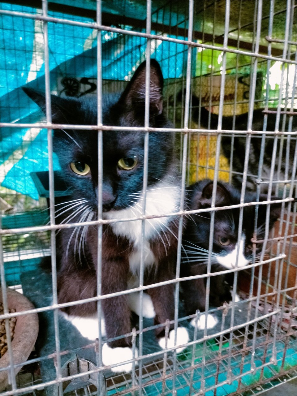 Gary And Bear2 - Domestic Long Hair Cat