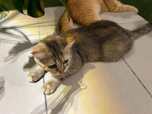 Bella - British Shorthair + Persian Cat