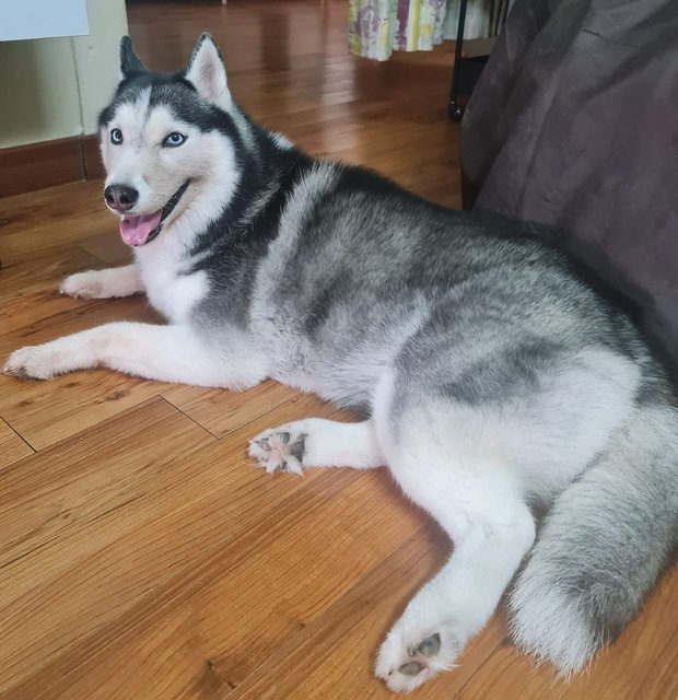  Ocean - Husky Dog