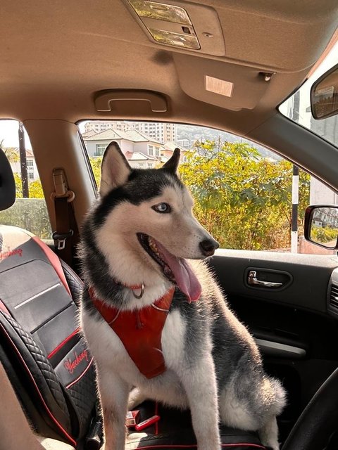  Ocean - Husky Dog