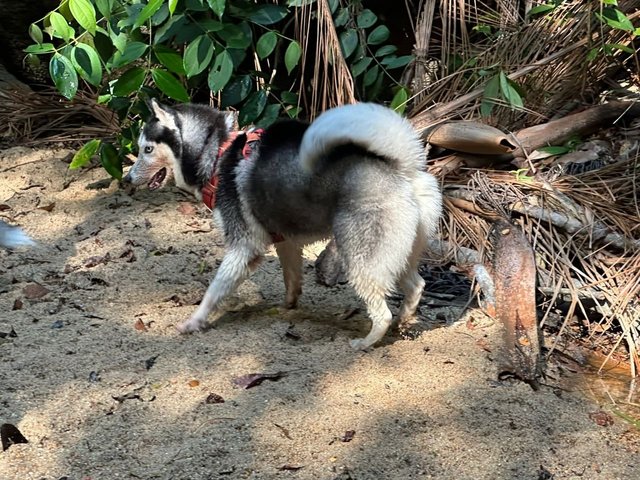  Ocean - Husky Dog