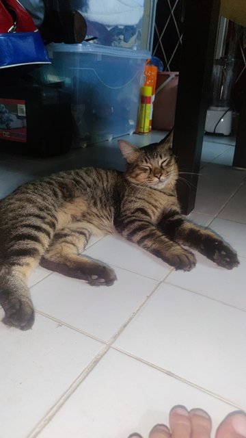 Muezza - Tabby + Domestic Medium Hair Cat