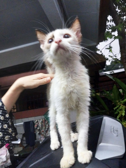 Siamese Ragdoll  - Siamese + Ragdoll Cat