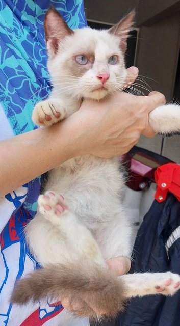 Siamese Ragdoll  - Siamese + Ragdoll Cat