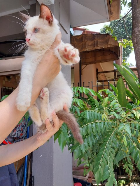 Siamese Ragdoll  - Siamese + Ragdoll Cat