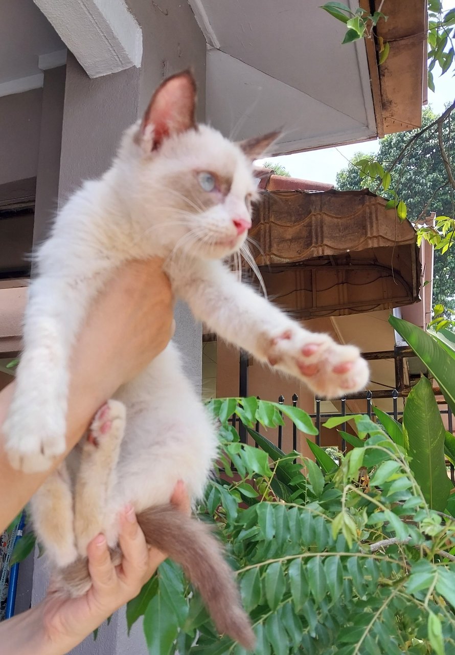 Siamese Ragdoll  - Siamese + Ragdoll Cat