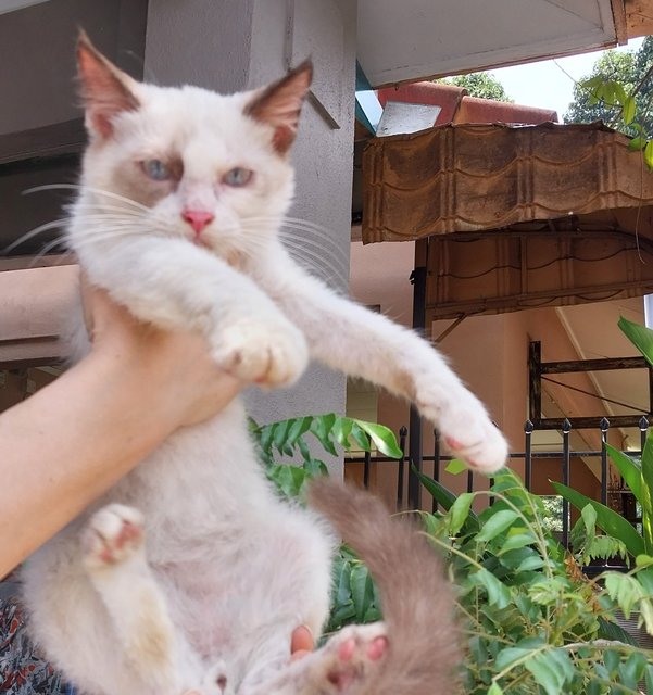 Bicolour siamese ragdoll 