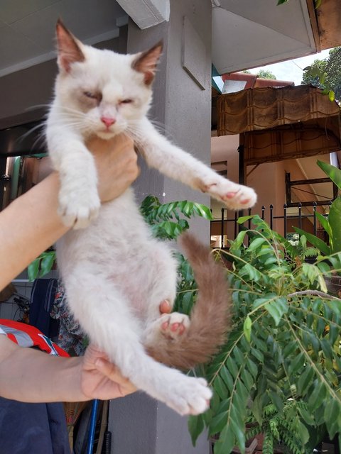 Siamese Ragdoll  - Siamese + Ragdoll Cat