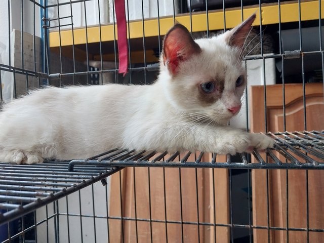 Siamese Ragdoll  - Siamese + Ragdoll Cat