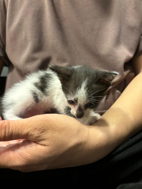 Pub - Domestic Short Hair Cat