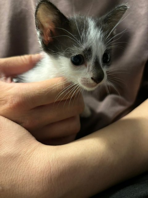 Pub - Domestic Short Hair Cat