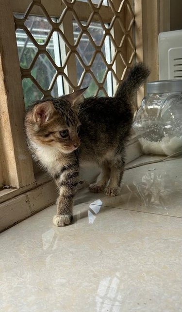 Tabby Kitten - Tabby Cat