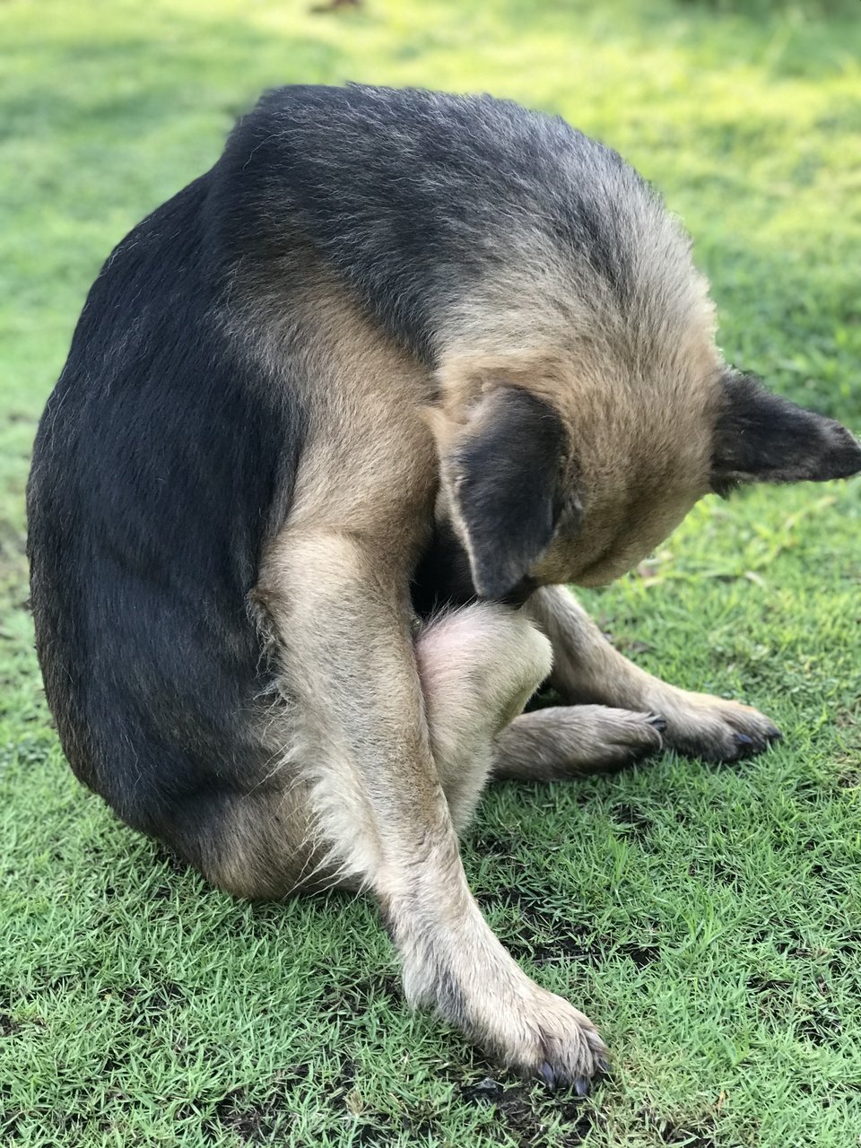 Boy - German Shepherd Dog Dog